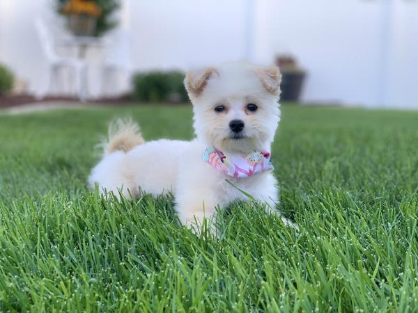 /Images/uploads/Cuddles Cat Cafe/uvac/entries/18144thumb.jpg